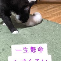 毛づくろい