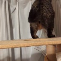 キャットタワーに登ってカーテンに前足を伸ばす猫