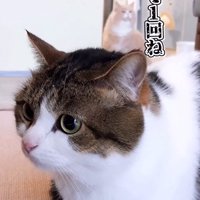 伏せる猫