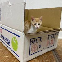 箱に入る猫