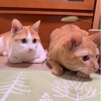 おもちゃを見ている猫