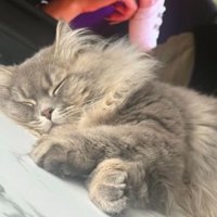 寝ている猫
