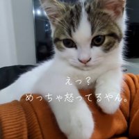 人の腕に乗っている子猫
