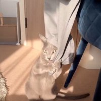 洋服のにおいを嗅ぐ猫
