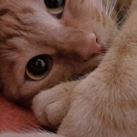 横になっている猫の顔ドアップ