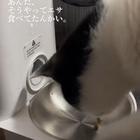 再びフードを手に入れた猫