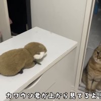 「カワウソ君が上から見てるよ！」のテロップ写真