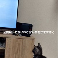 テレビを見ている子猫