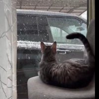 雪を凝視する猫