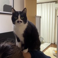 首の後ろでお座り