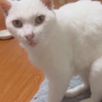 腰を下ろす猫
