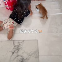 ご飯を食べる子猫の隣にいる女の子
