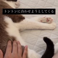 横たわっている猫とお尻を触っている飼い主の手（尻尾上がっている）