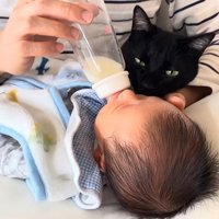 ミルクを飲む赤ちゃんを見守る猫