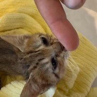 指に鼻を近づける子猫