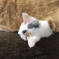 先住猫の体の下から頭だけ出している子猫