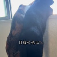 窓の外を見る二匹の猫（斜め右下からのアングルで耳は写っていない）