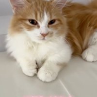 話しかけられているマンチカン