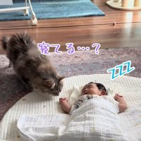 寝ている赤ちゃんの様子をうかがう猫