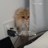 カーテン裏から顔を出す猫