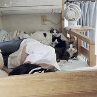 背中側に3匹