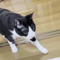 こちらに向かって歩いてくる猫の写真2