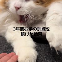 あくびをする猫