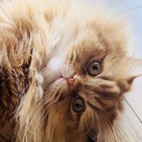 フローリングに寝転がるサイベリアン