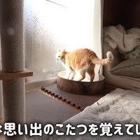 爪とぎに乗る猫