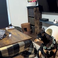 歩いて行く猫