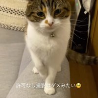 ゆっくりと元の位置に戻る猫