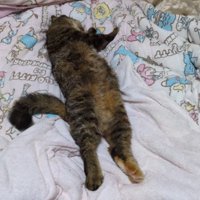 布団の上で眠る猫と子ども