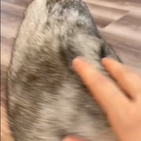 猫の背中を撫でる