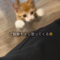 人の膝に向かってジャンプしている子猫