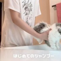 洗面台の水に入るマンチカンの子猫