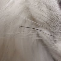 猫のヒゲ