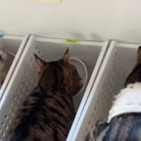 ごはんを食べる5匹の猫