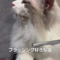 うっとりとした猫の顔