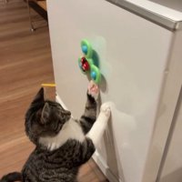 左手でおもちゃをまわす猫