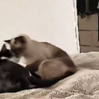 ベッドにいる猫たち