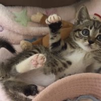 寝転がる子猫の写真