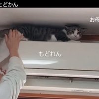 困り顔の猫