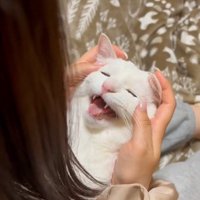 人に抱かれている猫