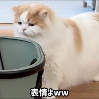 怯えた顔をしながら、ペットキャリーを見つめる猫
