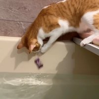 飴を落とした茶白猫