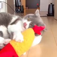 ぬいぐるみを抱きしめながら舌で口元を舐める猫