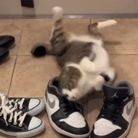 後頭部を擦り付ける猫