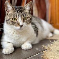 寝そべっている猫