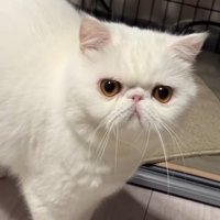 カメラ目線の猫