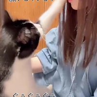 飼い主の顔に手を向ける猫